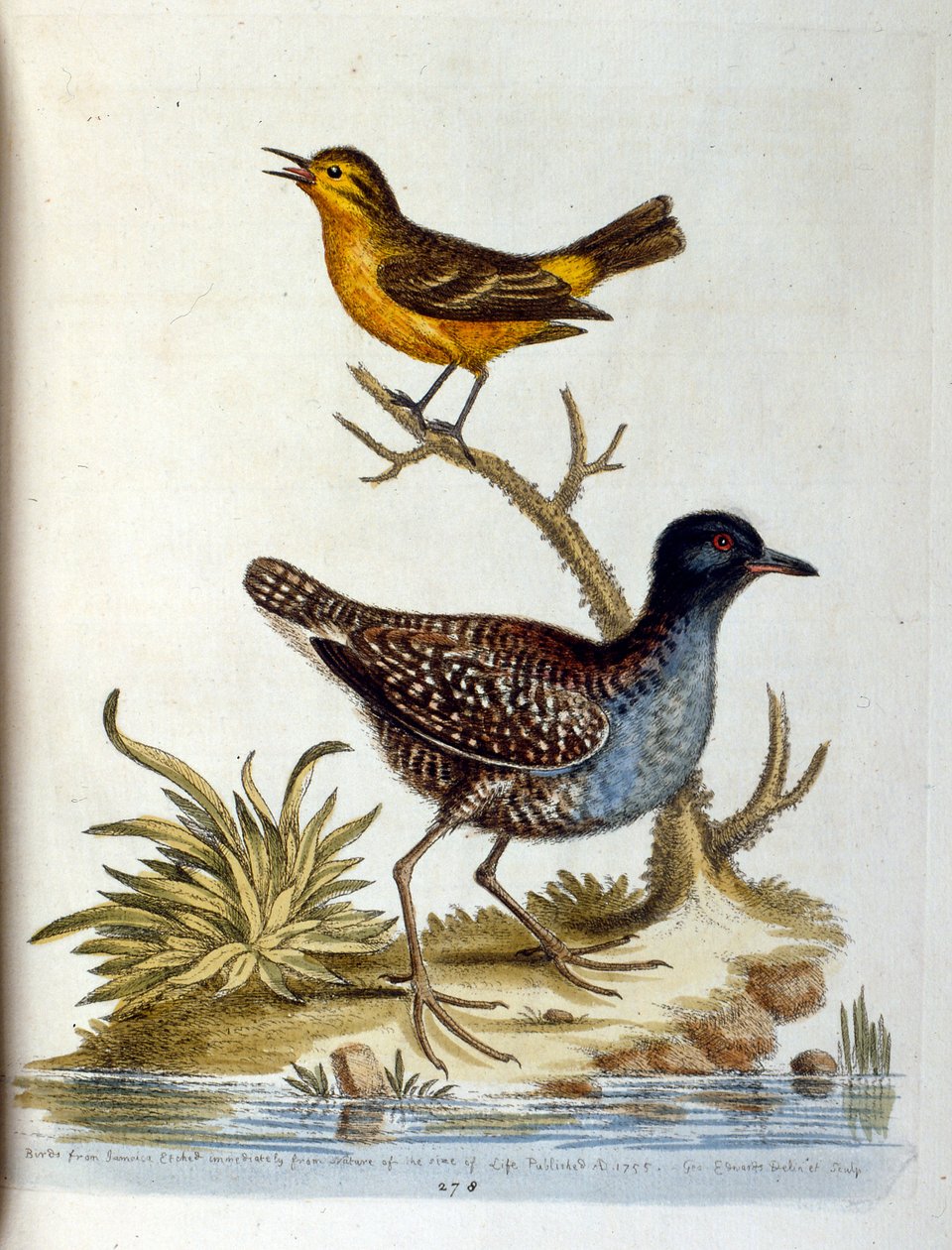 Illustration à l