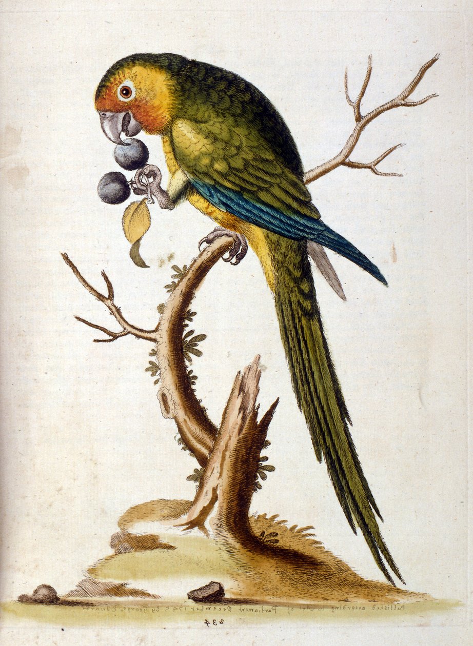 Illustration à l