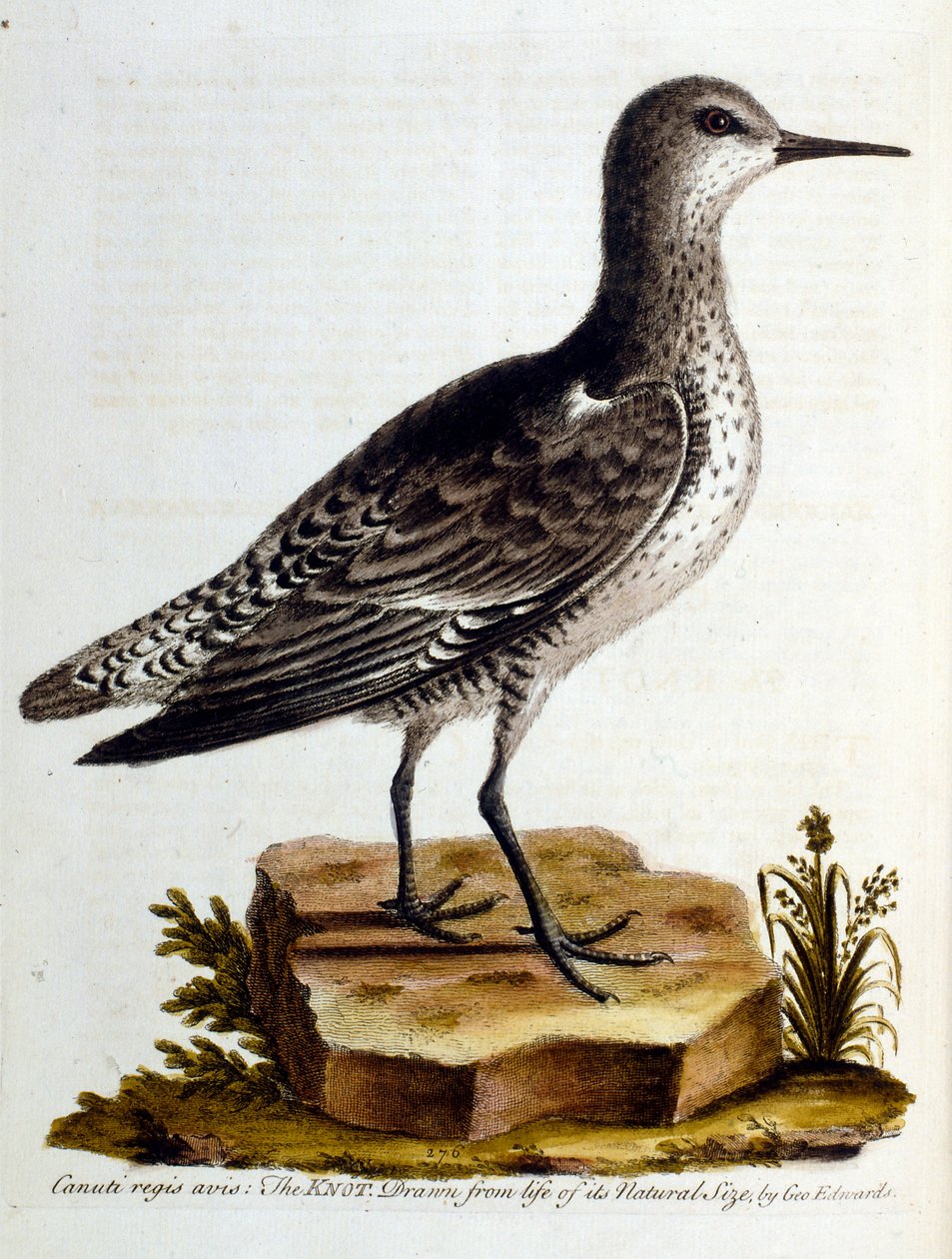 Illustration à l