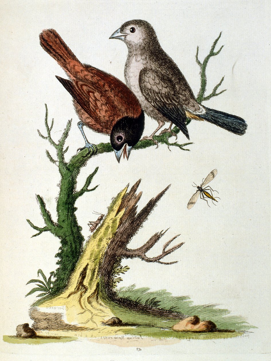 Illustration à l