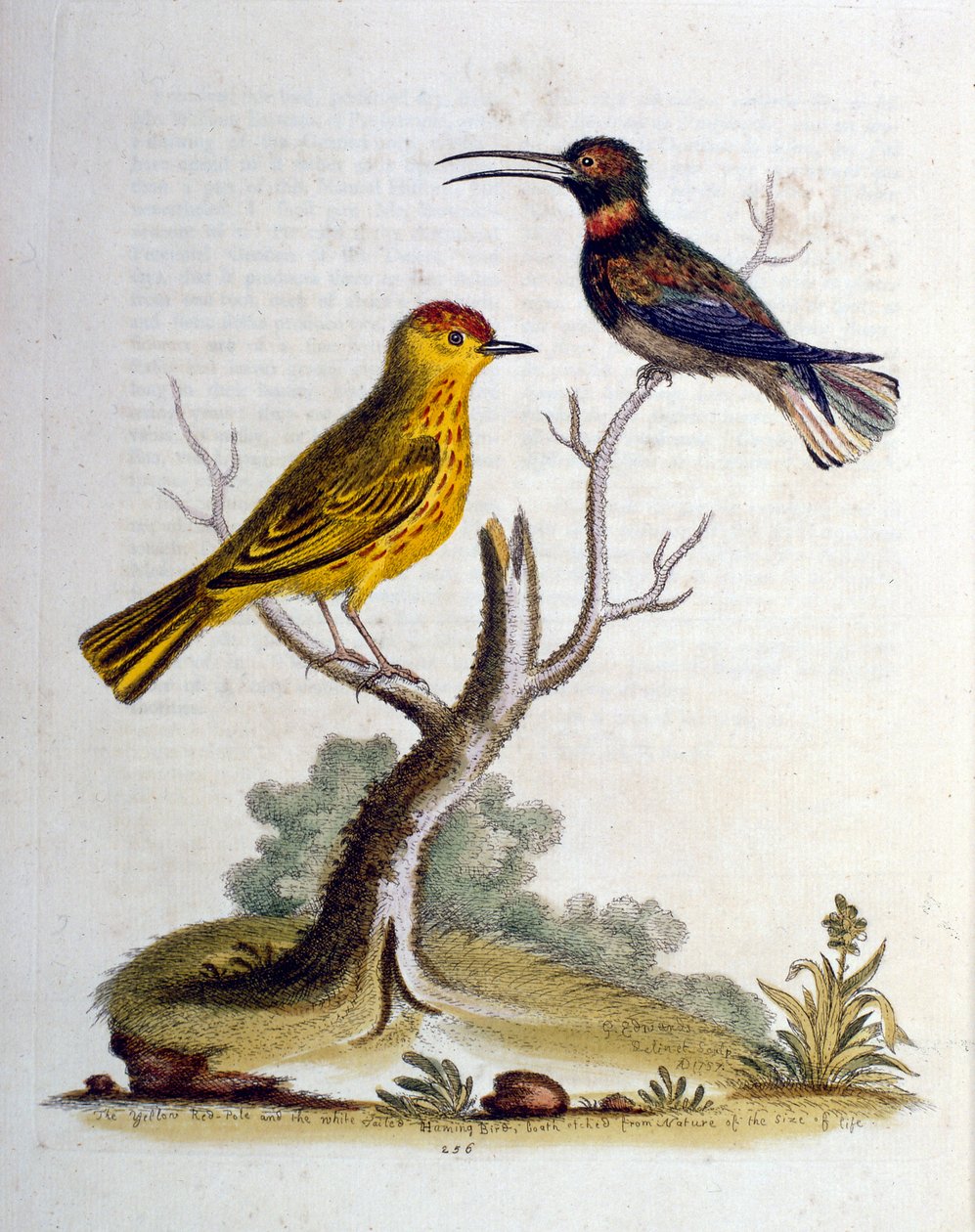 Illustration à l