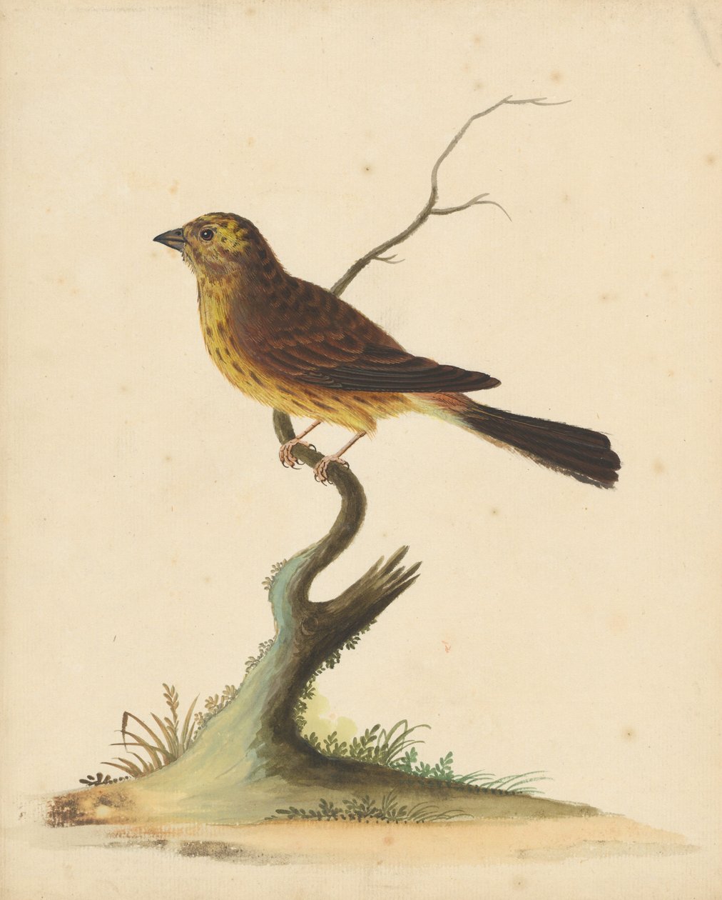 Bruant jaune - George Edwards