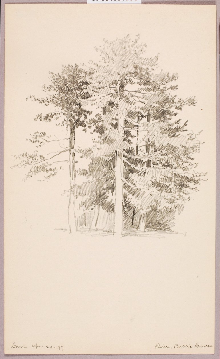 Pins, jardin public - George Elbert Burr
