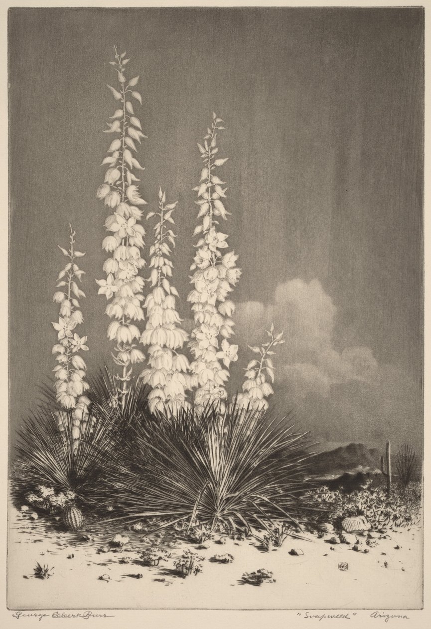 Soapweed, Arizona (n° 2) - George Elbert Burr