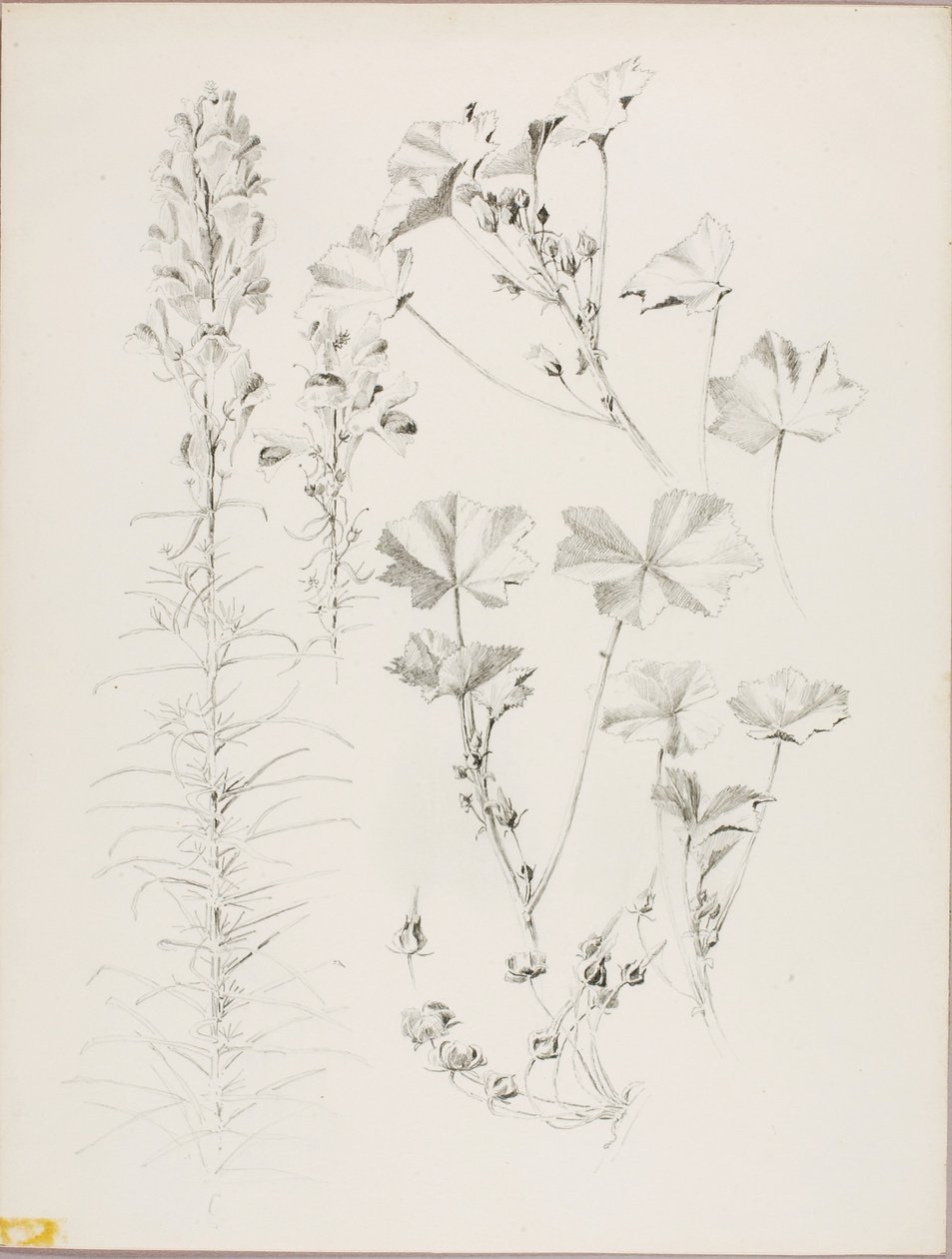 Sans titre (étude botanique) - George Elbert Burr