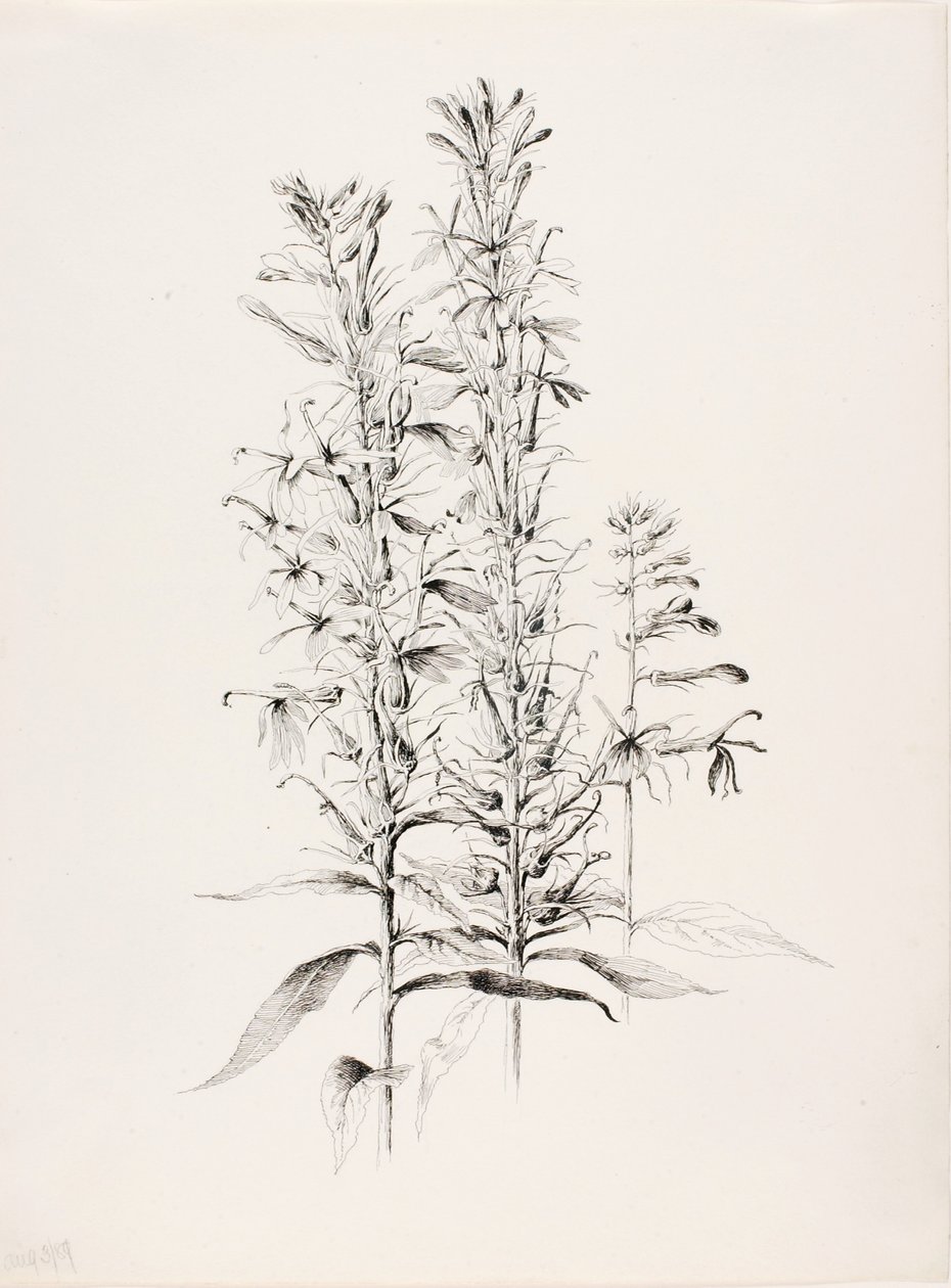 Sans titre (Fleur de cardinal, Lobelia Cardinalis) - George Elbert Burr