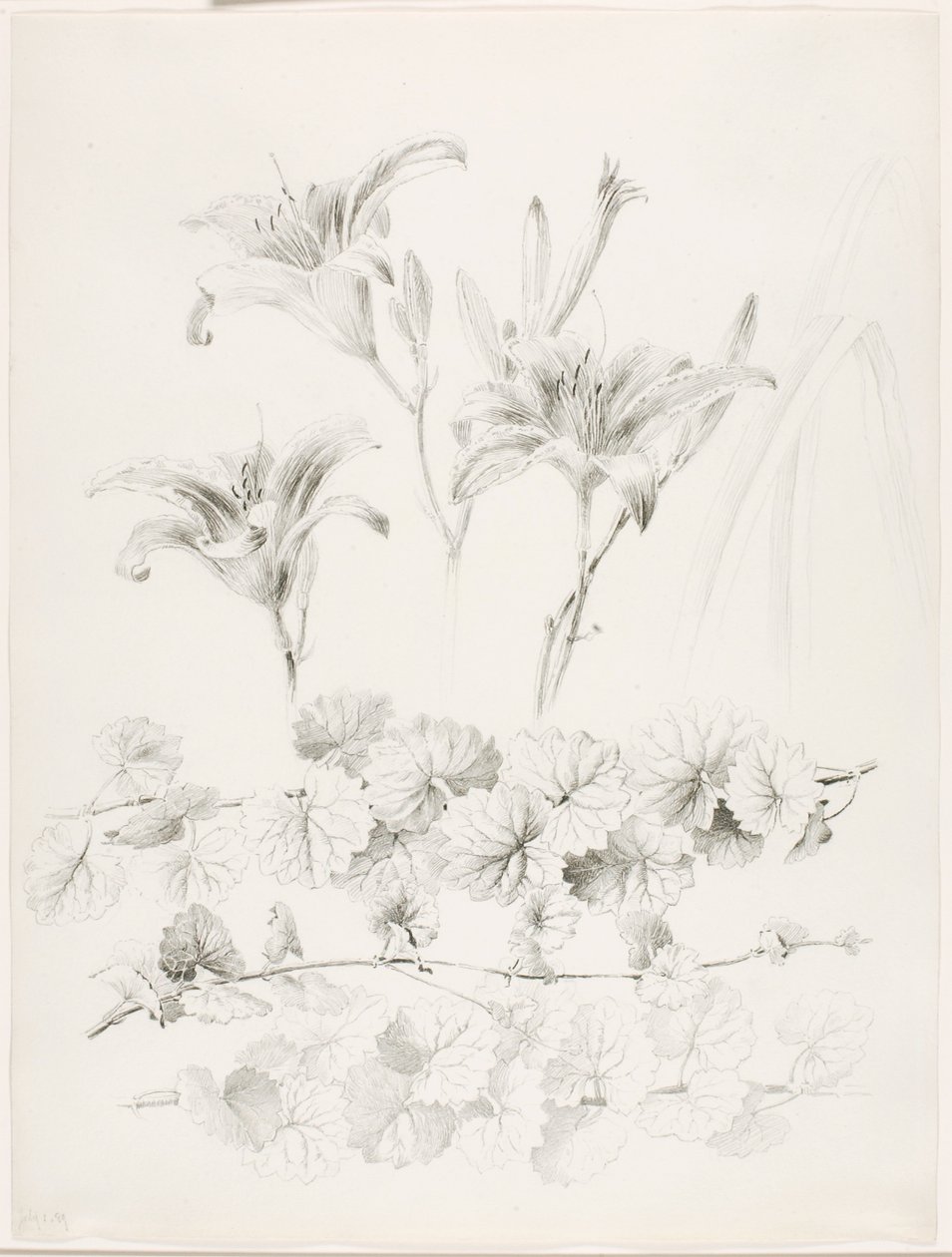 Sans titre (lys et lierre terrestre) (Glecoma Hederacea) - George Elbert Burr