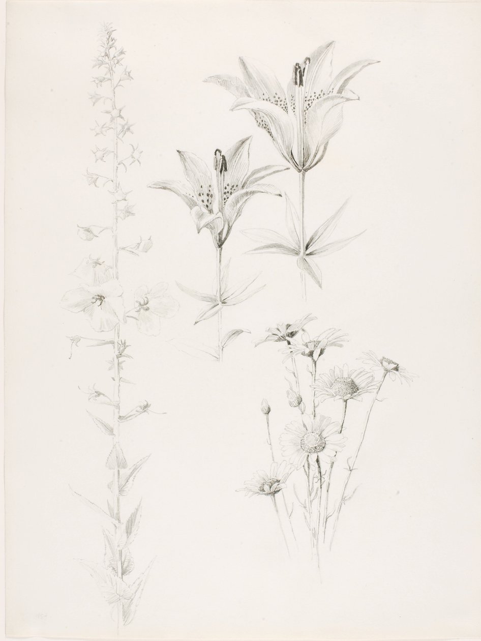 Sans titre (Lily, Daisy, Hibiscus) - George Elbert Burr