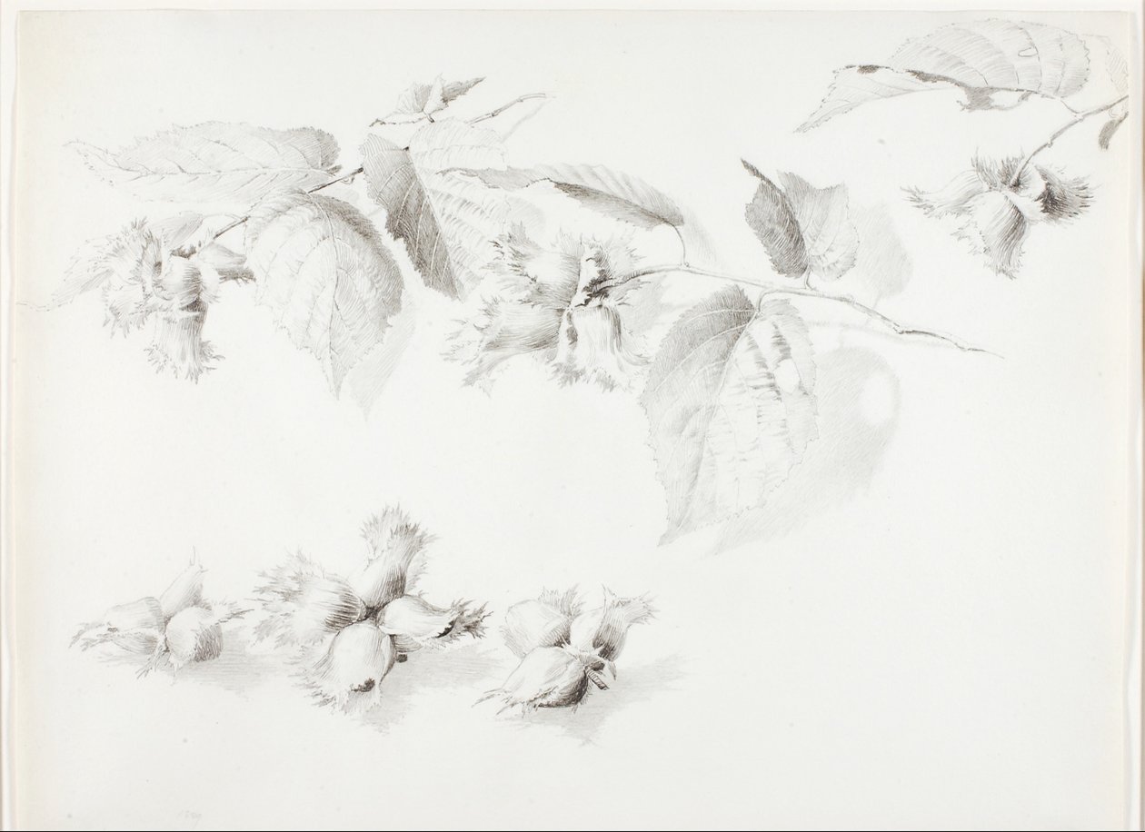 Sans titre (Noisette sauvage, Corylus Americana) - George Elbert Burr