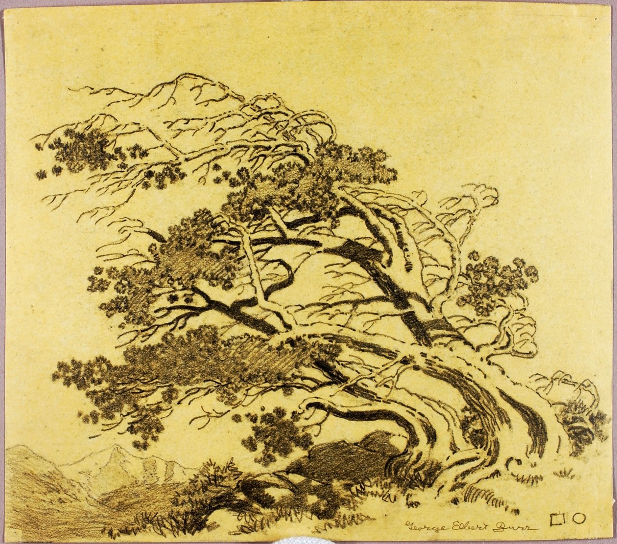 Sans titre (dessin de transfert pour Pins dans le vent, Estes Park) - George Elbert Burr