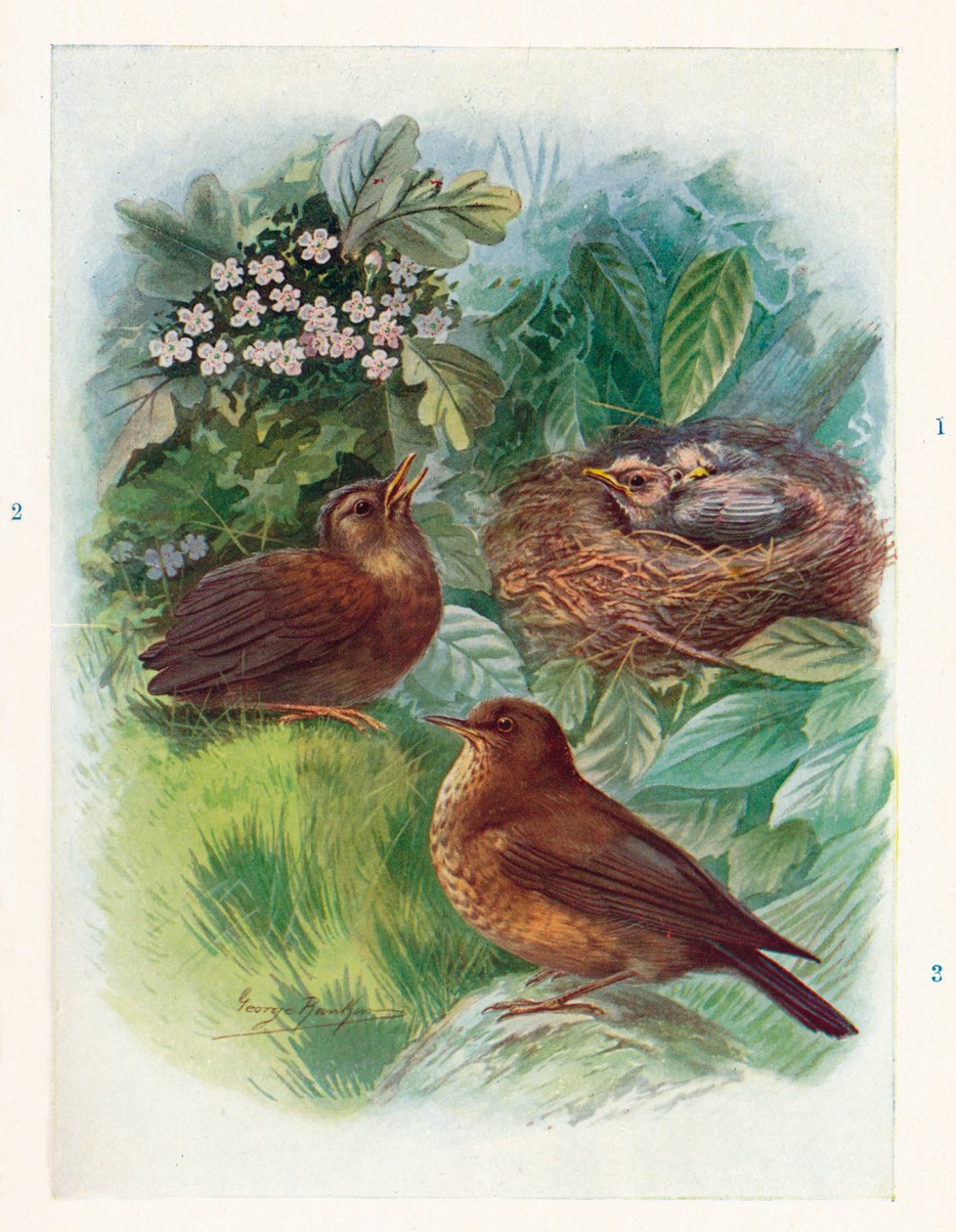 Un nidicole typique - Trois étapes. Merle, vers 1910 - George James Rankin