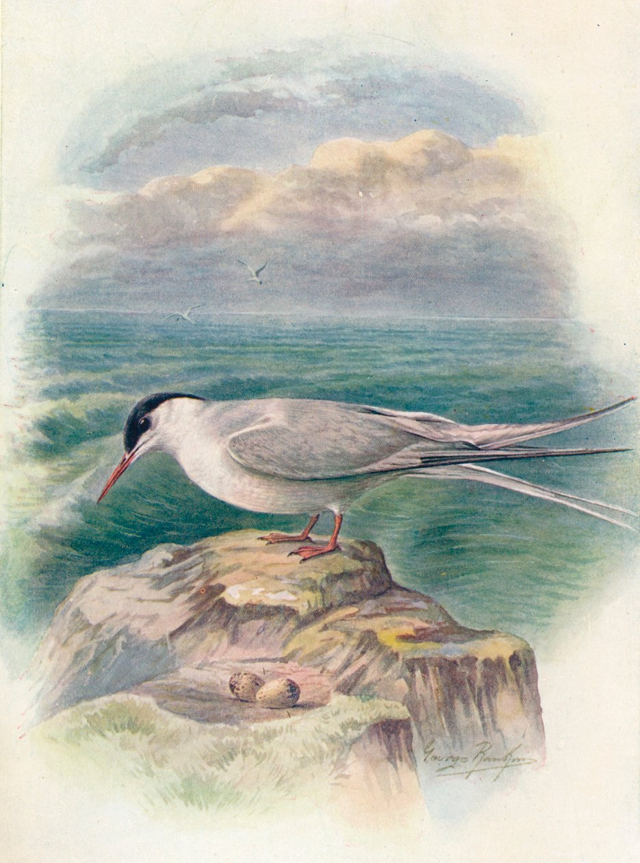 Sterne arctique - Sterna macrura - George James Rankin