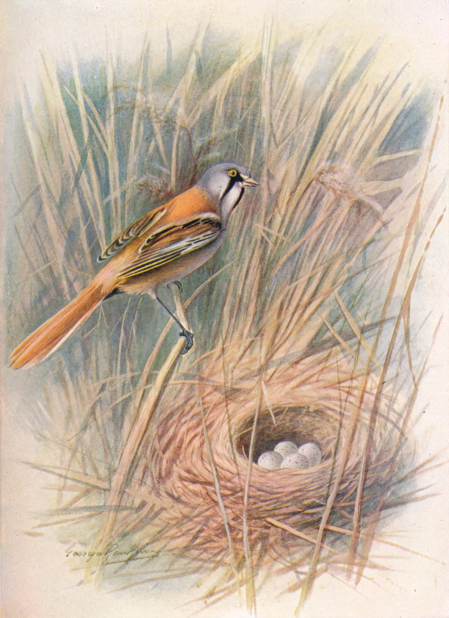 Mésange à moustaches ou Panure à moustaches - Panurus biarmicus, vers 1910, 1910 - George James Rankin