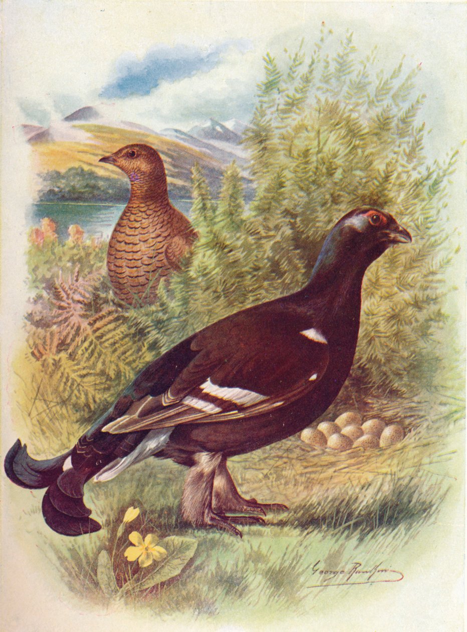 Coq de bruyère ou tétras lyre - Tetrao tetrix, vers 1910 - George James Rankin