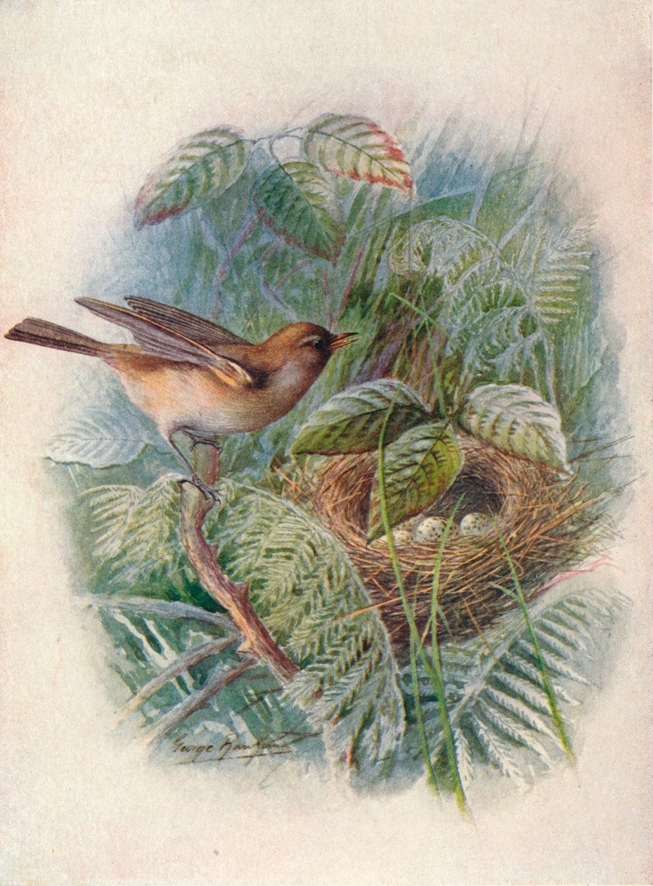 Fauvette des jardins - Sylvia hortensis, c1910, 1910 - George James Rankin