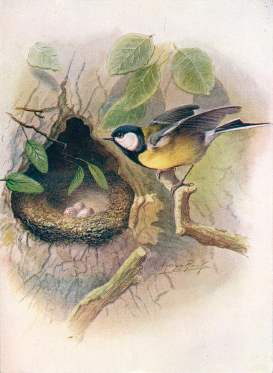 Mésange charbonnière - Parus major - George James Rankin