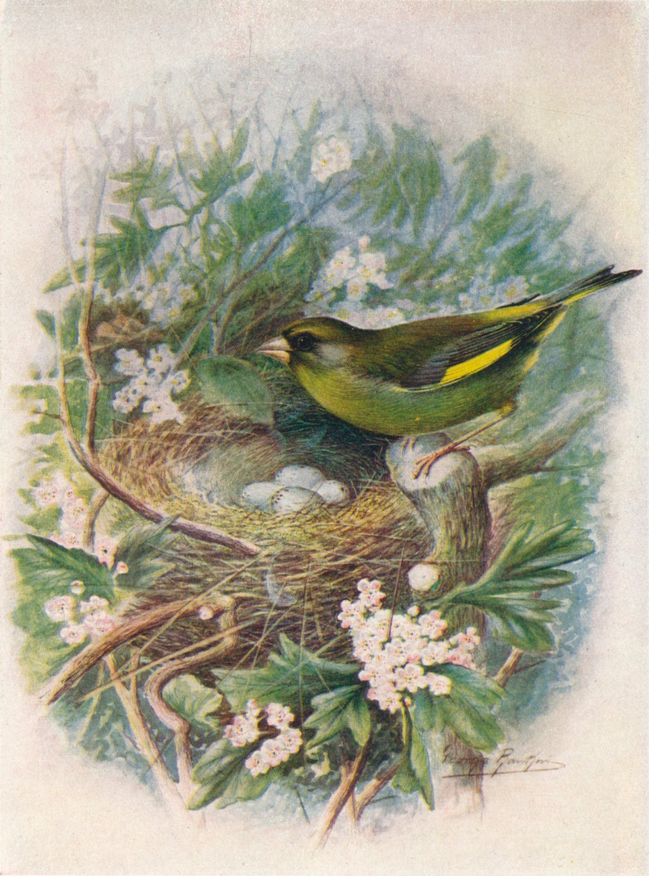 Verdier - Ligurinus chloris, vers 1910, 1910 - George James Rankin