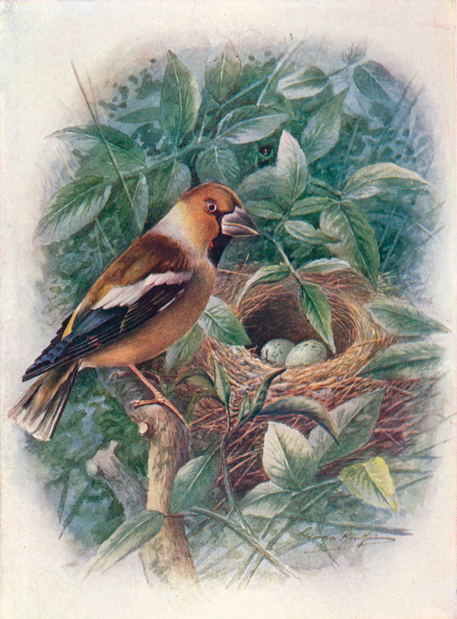 Gros-bec - Coccothraustes vulgaris, vers 1910 - George James Rankin