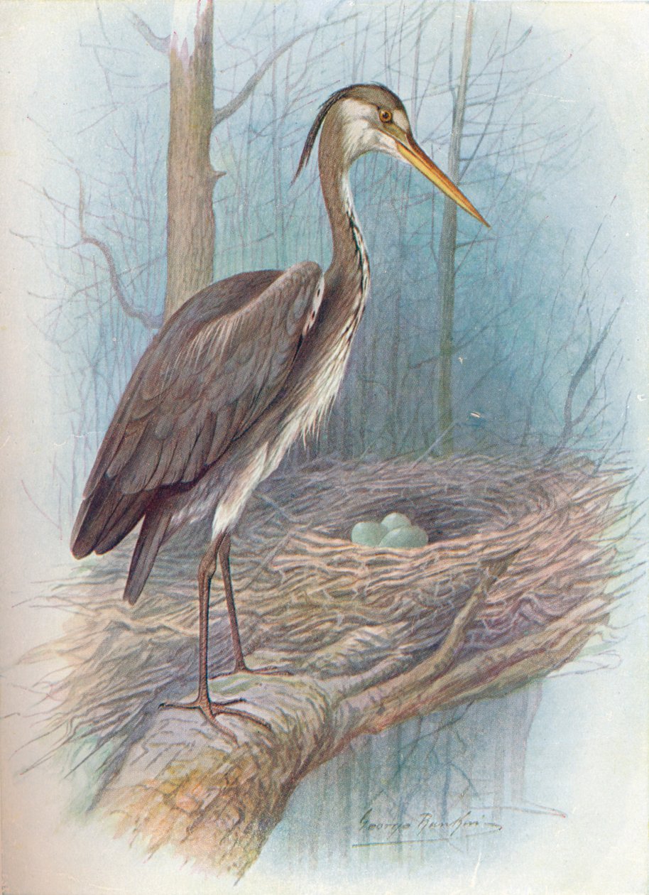 Héron - Ardea cinerea, vers 1910, 1910 - George James Rankin