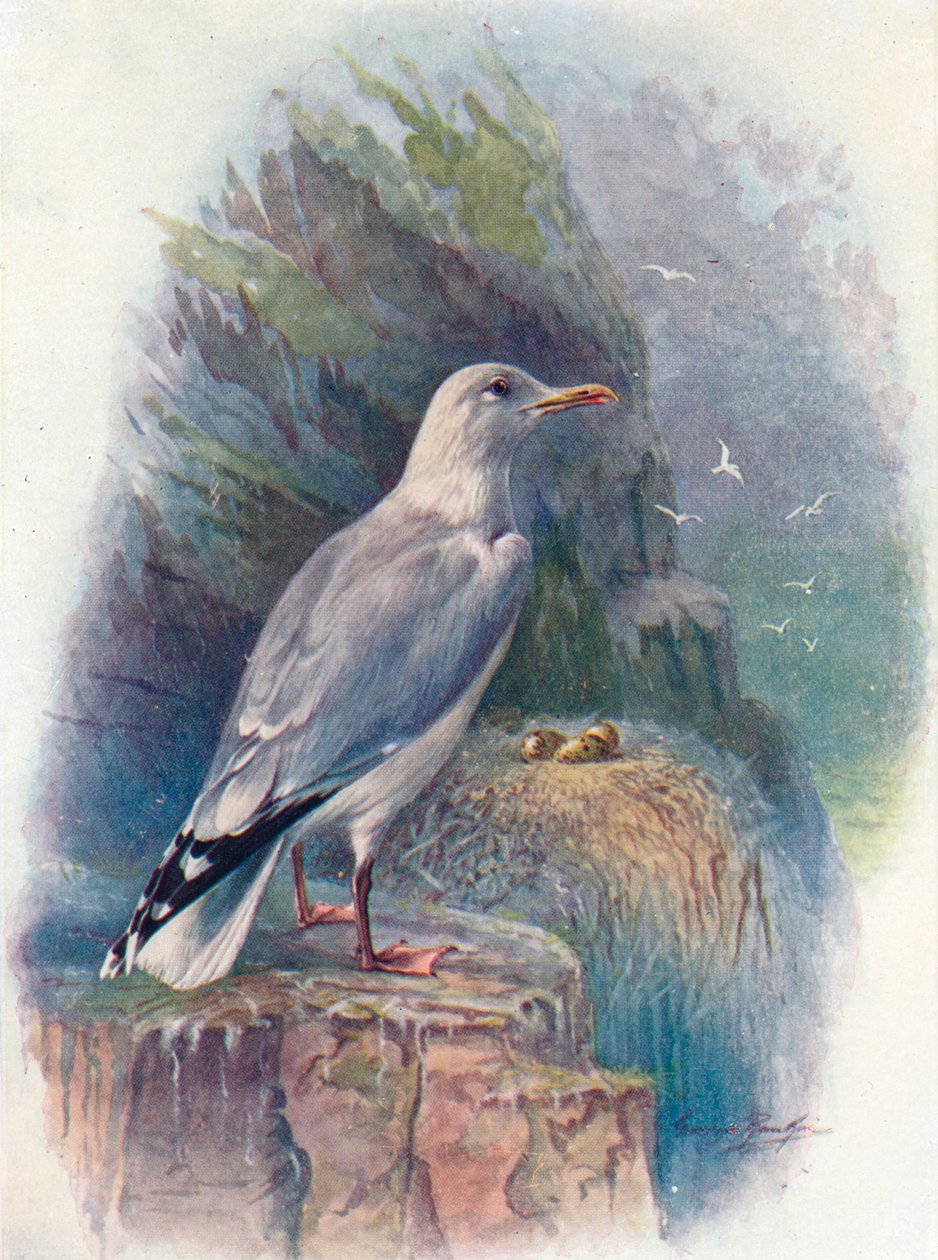 Goéland argenté - Larus argentatus, vers 1910 - George James Rankin