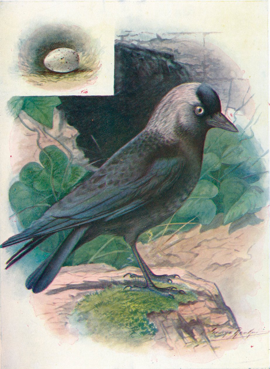 Choucas - Corvus monedula, vers 1910 - George James Rankin