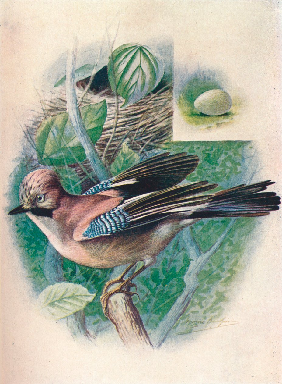 Geai - Garrulus glandarius, vers 1910 - George James Rankin