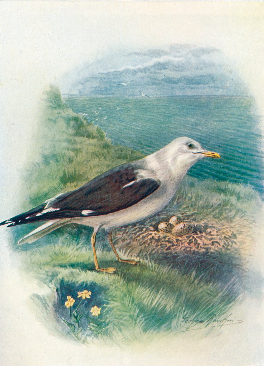 Goéland brun - Larus fuscus, vers 1910, 1910 - George James Rankin