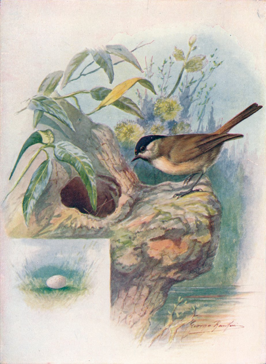Mésange nonnette - Parus palustris, vers 1910 - George James Rankin