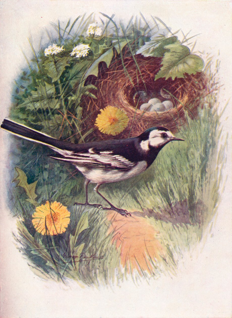 Bergeronnette grise - Motacilla lugubris, vers 1910 - George James Rankin