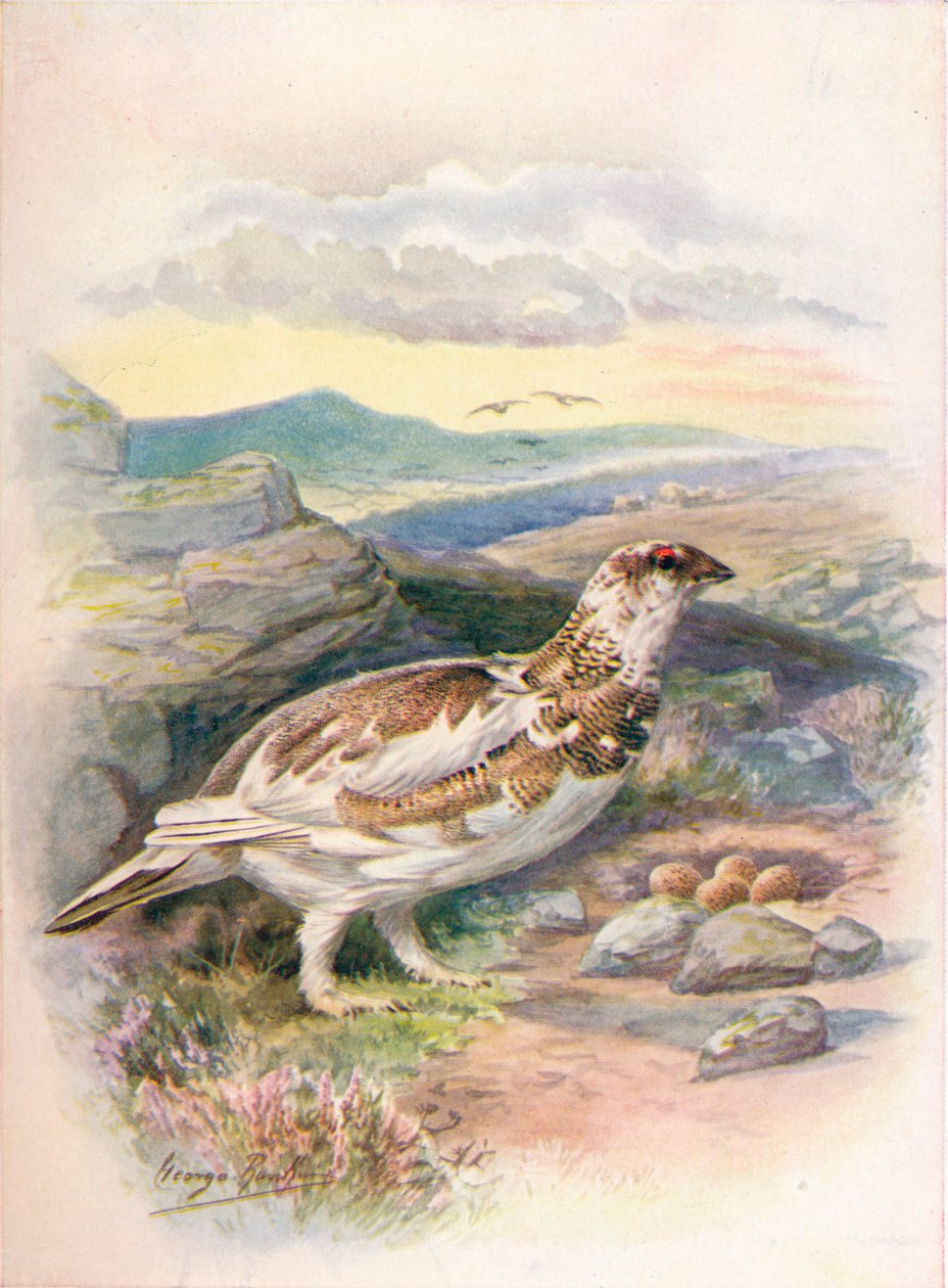 Lagopède - Lagopus mutus, vers 1910 - George James Rankin