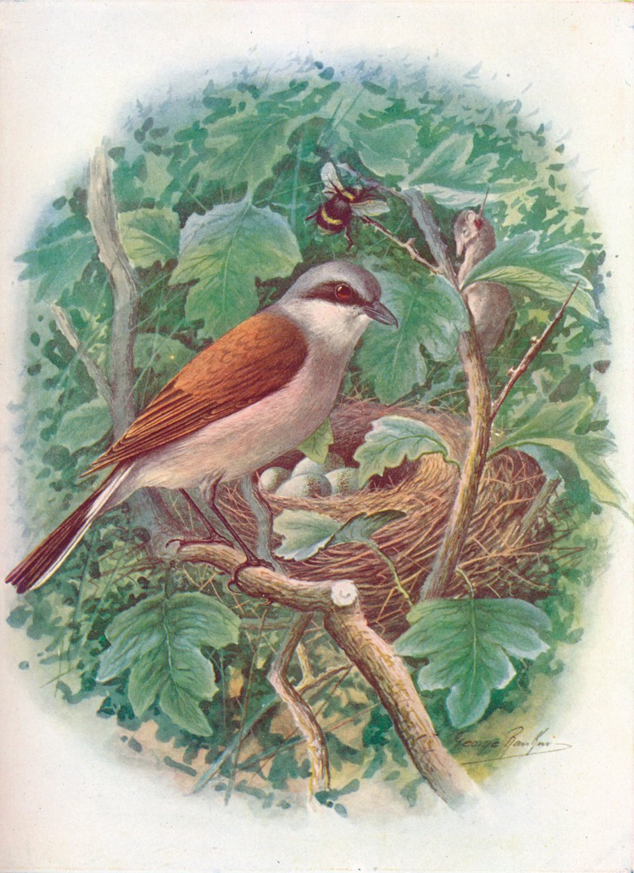 Pie-grièche écorcheur - Lanius collurio, c1910, 1910 - George James Rankin
