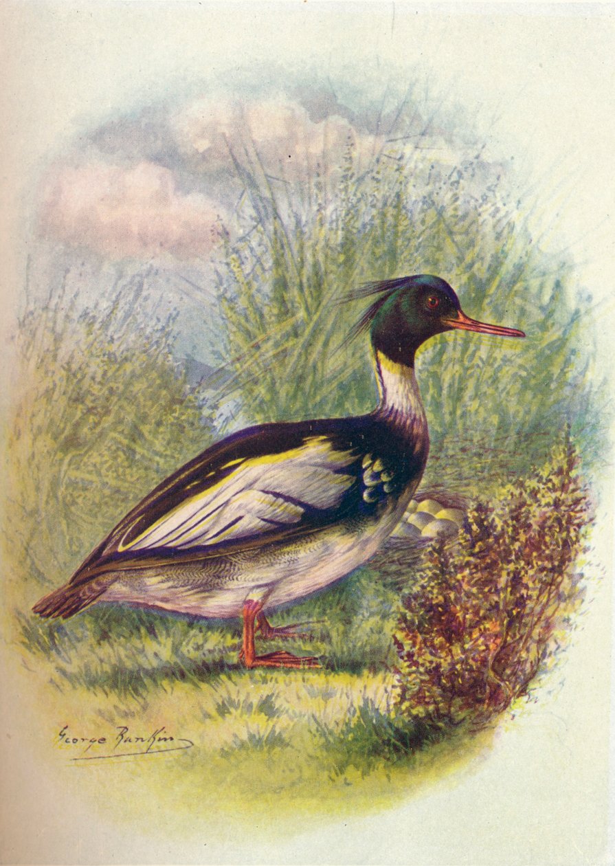 Harle huppé - Mergus serrator, vers 1910 - George James Rankin