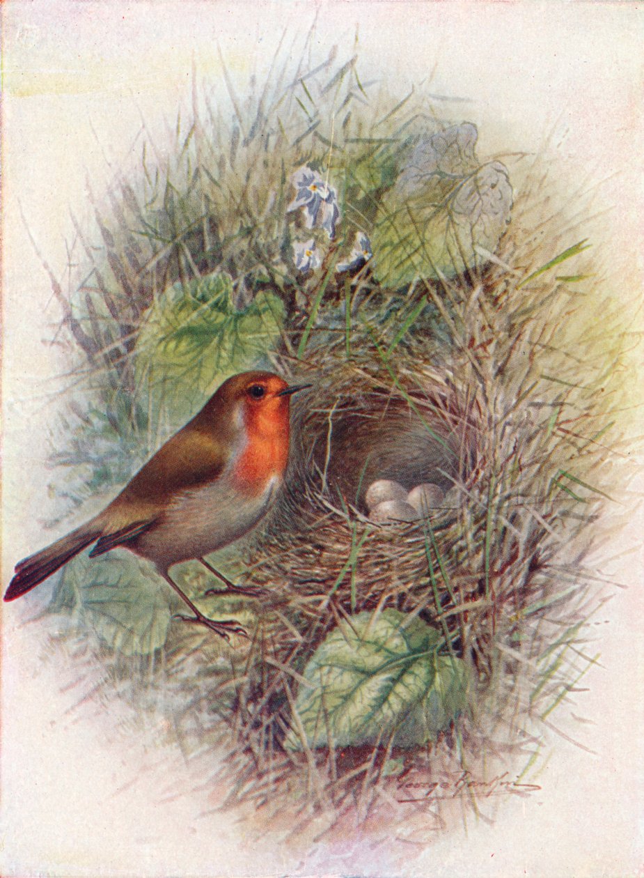 Rouge-gorge ou Rouge-gorge familier - Erithacus rubecula, vers 1910, 1910 - George James Rankin