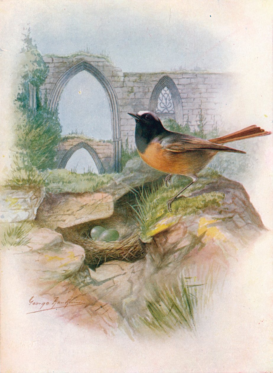 Rougequeue à front blanc - Ruticilla phoenicurus, vers 1910 - George James Rankin