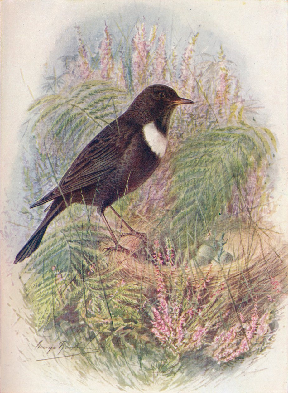 Merle à Plastron - Turdus torquatus, vers 1910 - George James Rankin