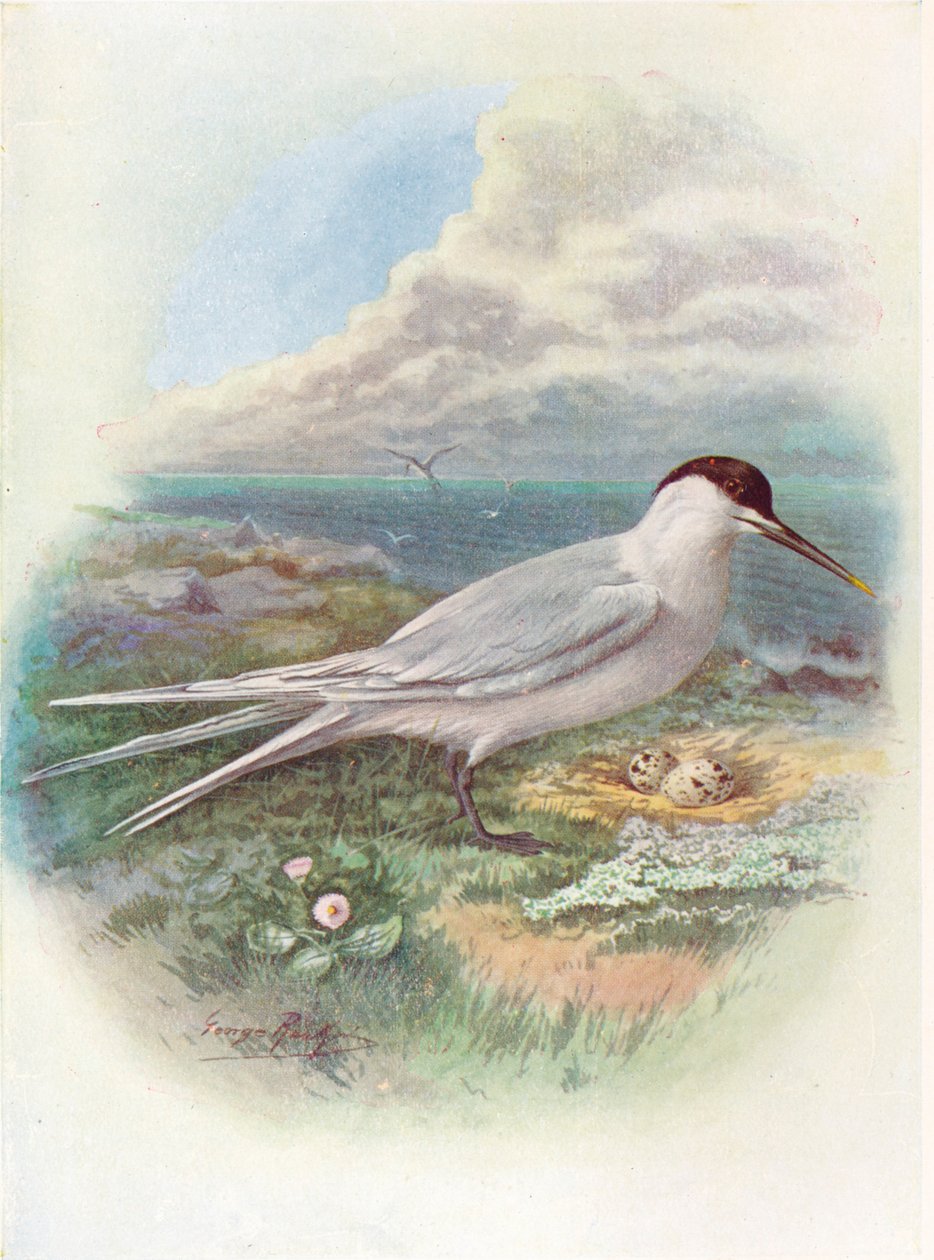 Sterne caugek - Sterna cantiaca, vers 1910 - George James Rankin