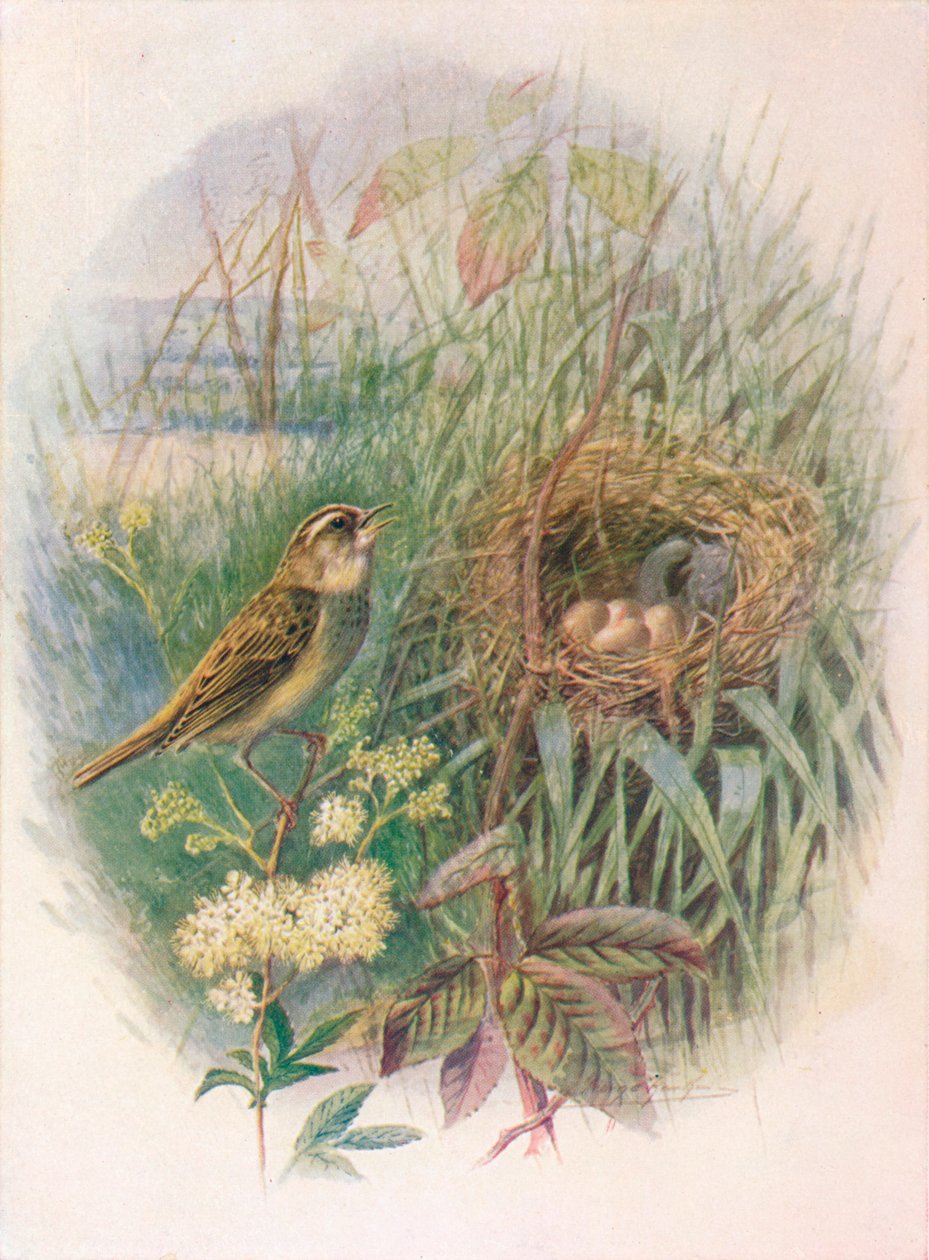 Phragmite des joncs - Acrocephalus phragmitis, vers 1910 - George James Rankin