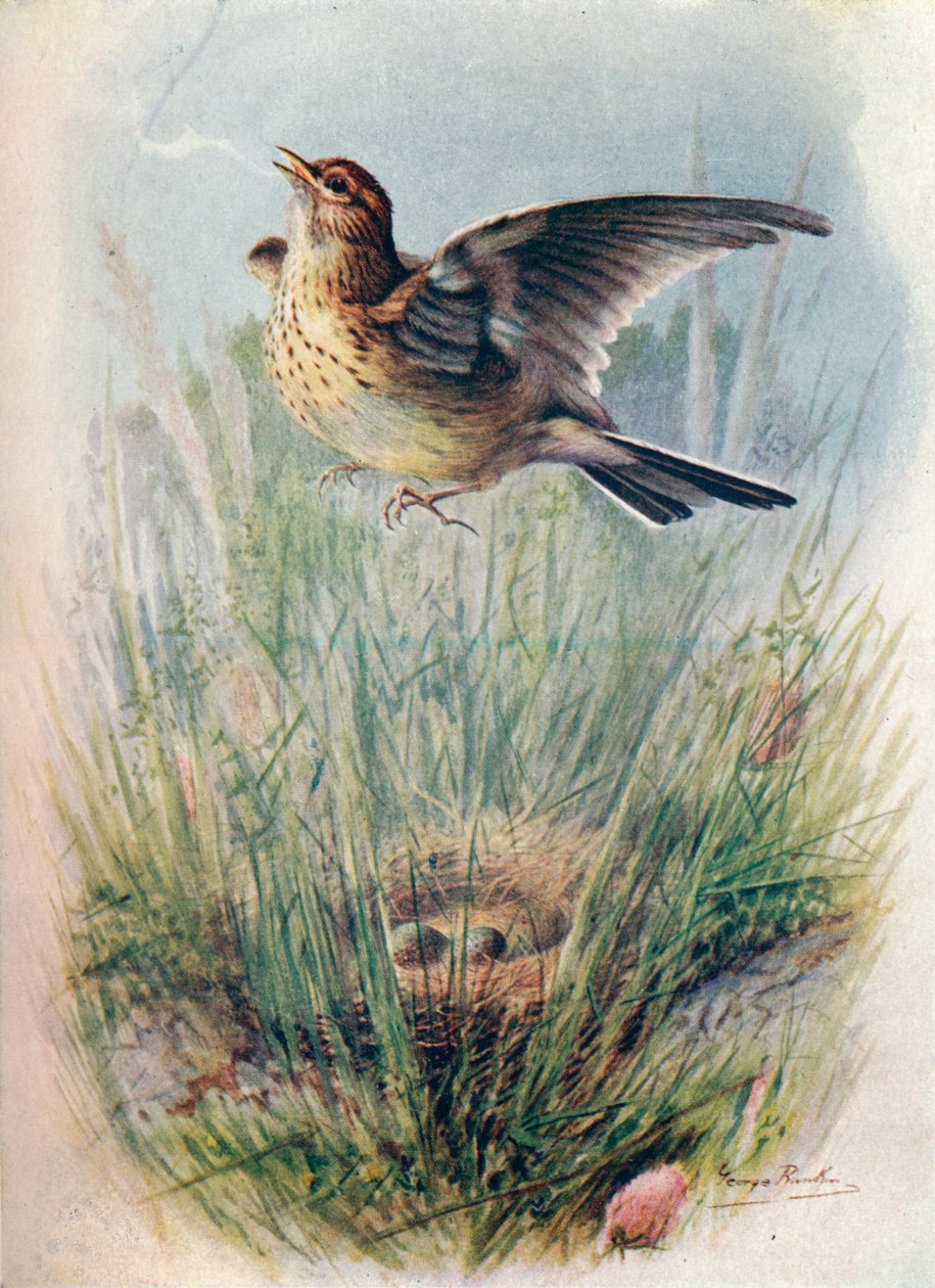 Alouette des champs - Alauda arvensis, c1910, 1910 - George James Rankin