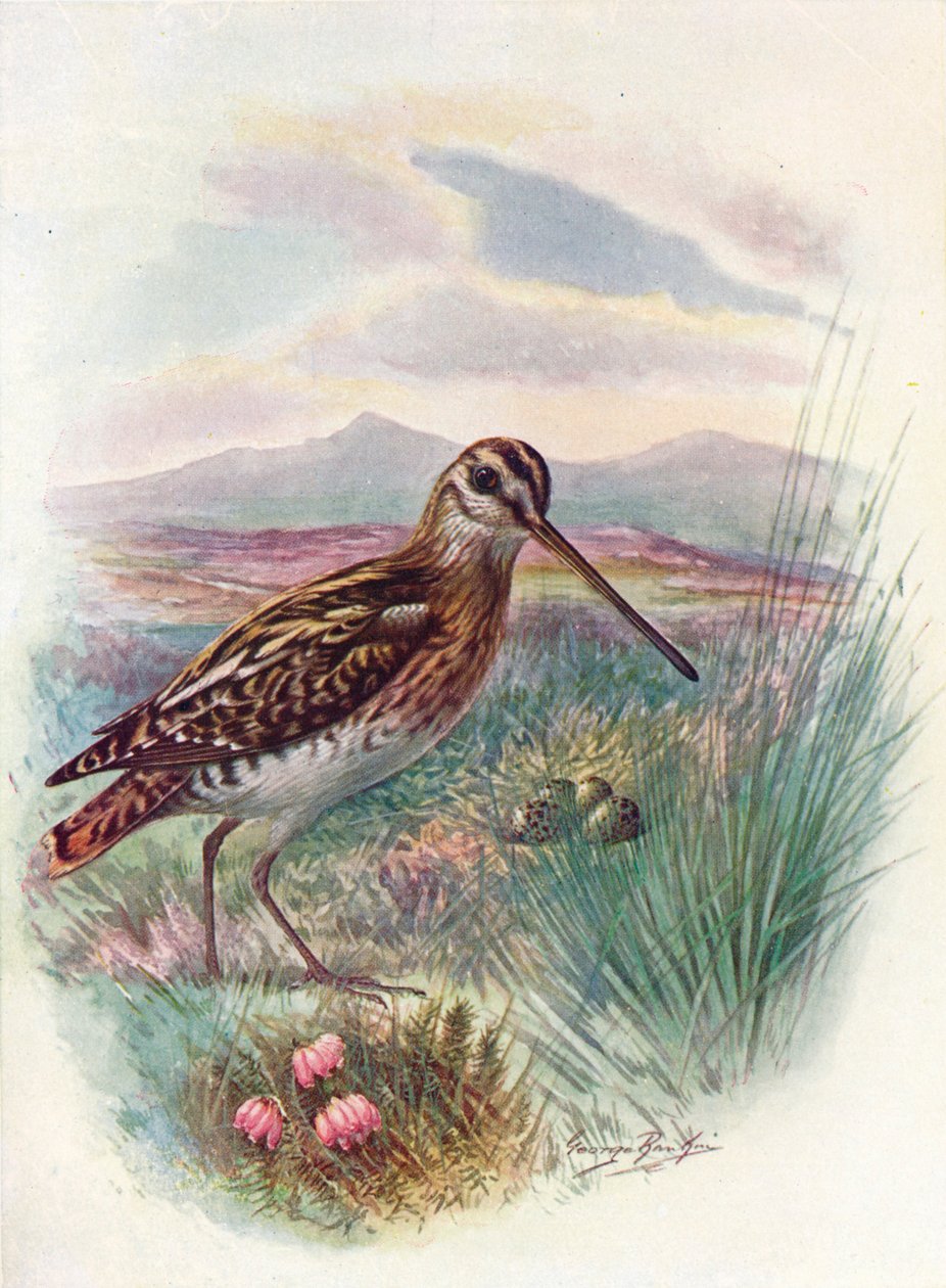 Bécassine - Gallinago coelestis, vers 1910 - George James Rankin