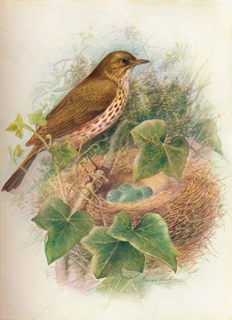 Grive musicienne ou Mavis - Turdus musicus, vers 1910 - George James Rankin