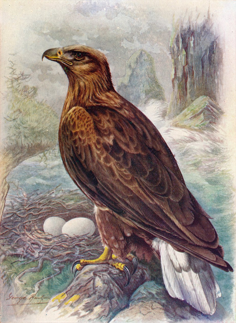 Pygargue à queue blanche ou Aigle de mer - Haliaetus albicilla, vers 1910 - George James Rankin
