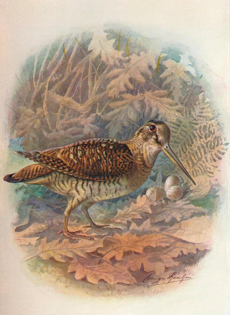 Bécasse - Scolopax rusticula, vers 1910, 1910 - George James Rankin