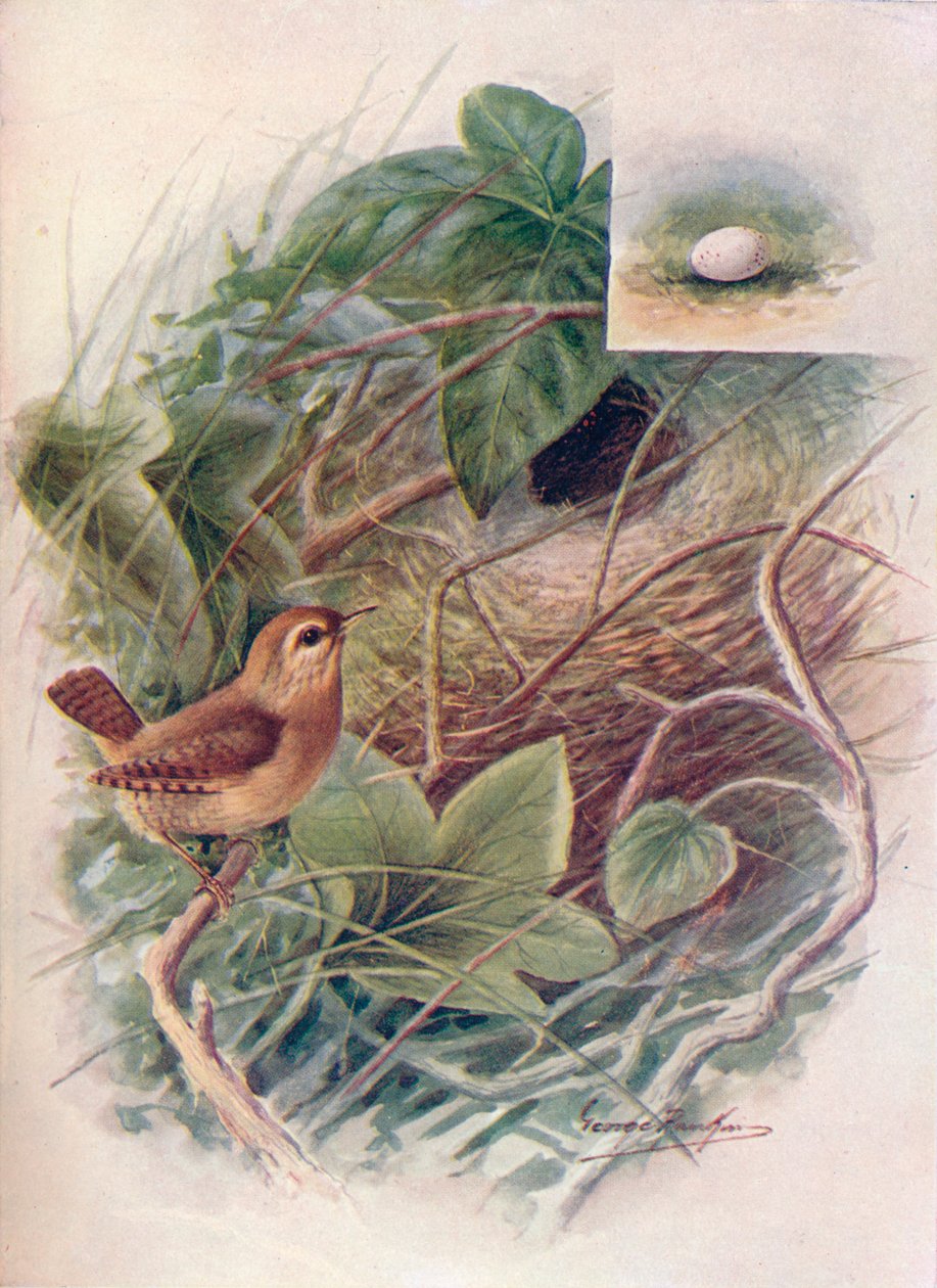 Troglodytes parvulus, vers 1910 - George James Rankin