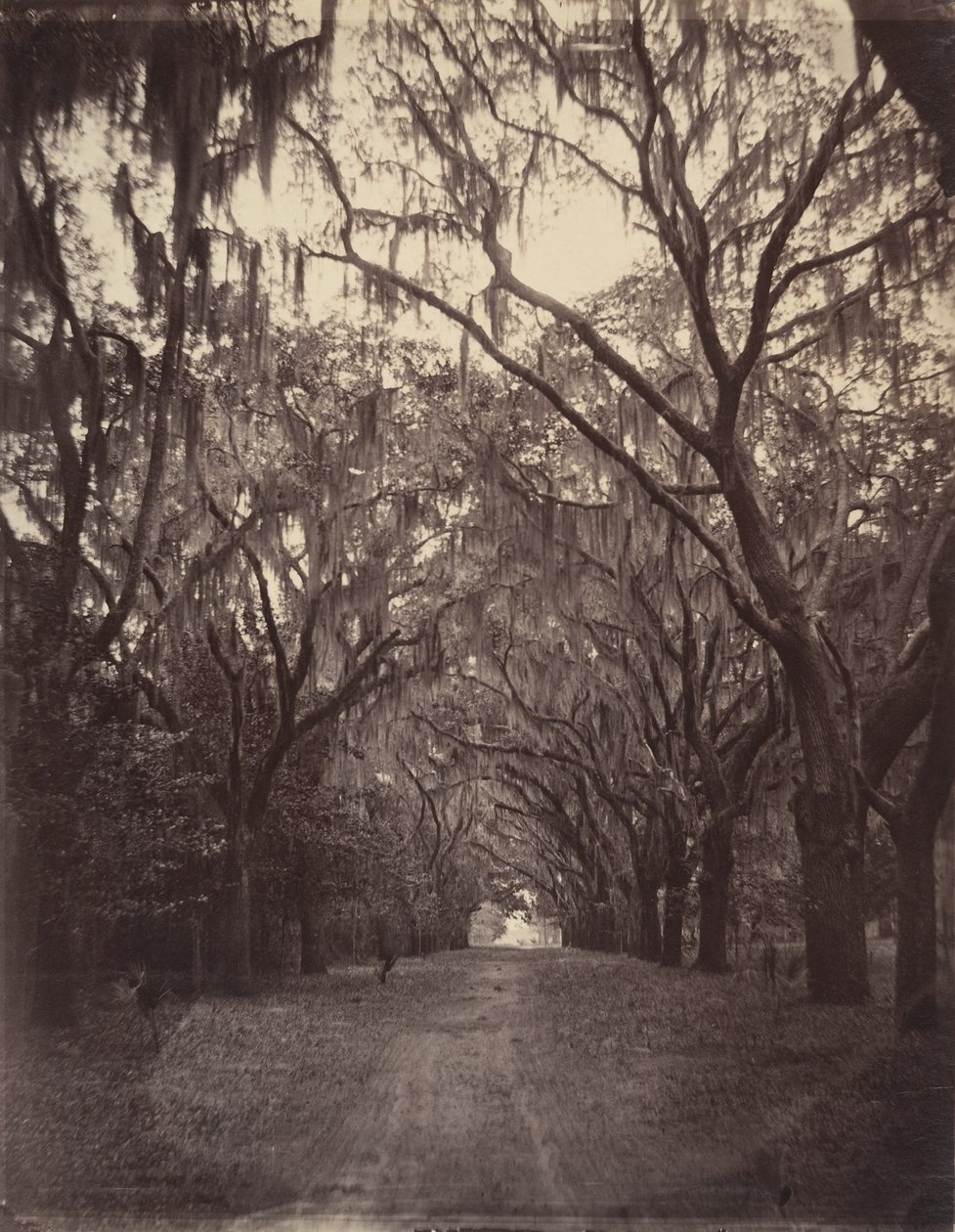 Cimetière de Bonaventure, à quatre miles de Savannah - George N. Barnard