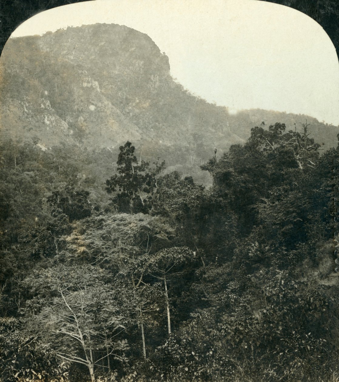 Végétation tropicale dans les gorges de la rivière Barron, Cairns, Queensland, Australie - George Rose