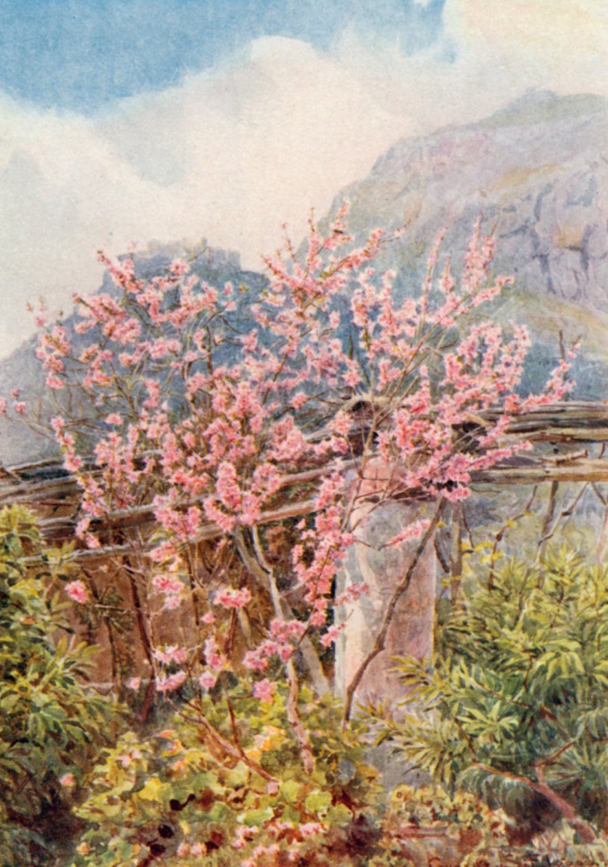Les pêchers au vent" (lithographie couleur) - George Samuel Elgood