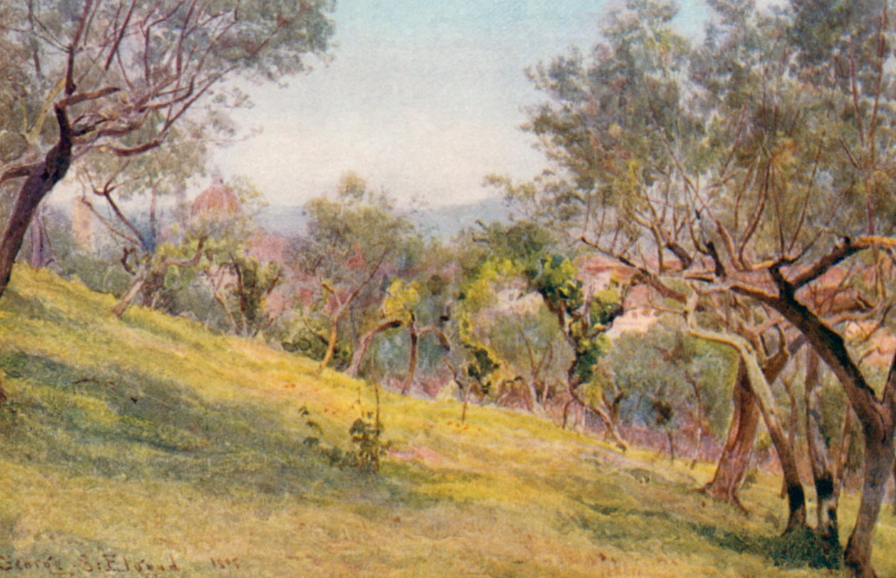 A travers les oliviers, Florence (lithographie couleur) - George Samuel Elgood