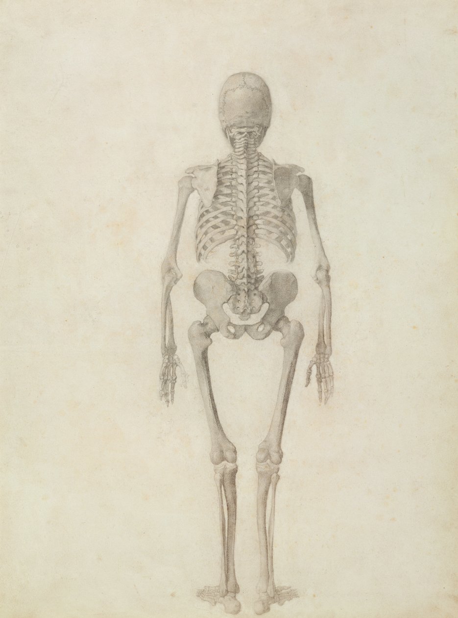 Une exposition anatomique comparative de la structure du corps humain avec celle d
