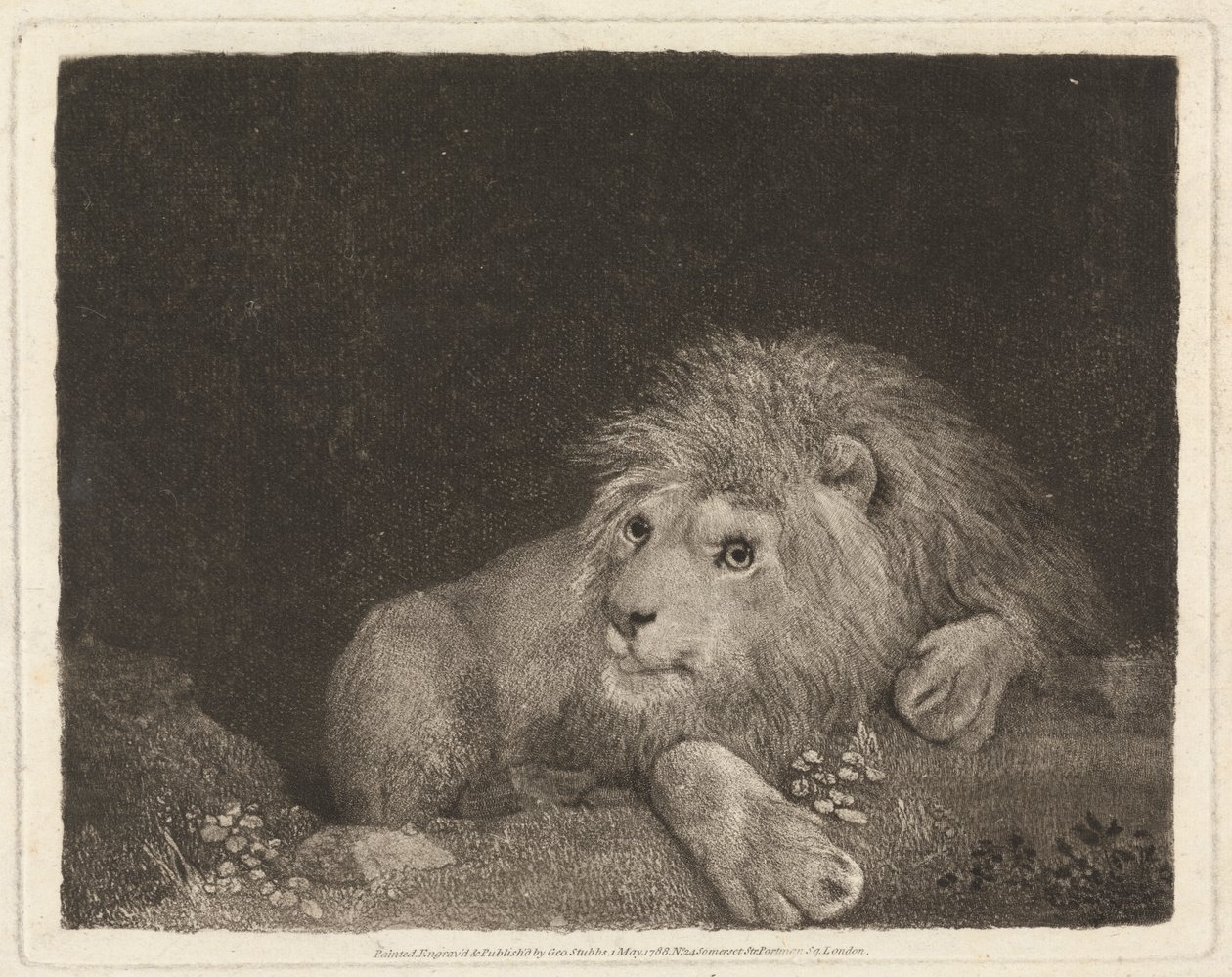 Un lion [Un lion couché] - George Stubbs