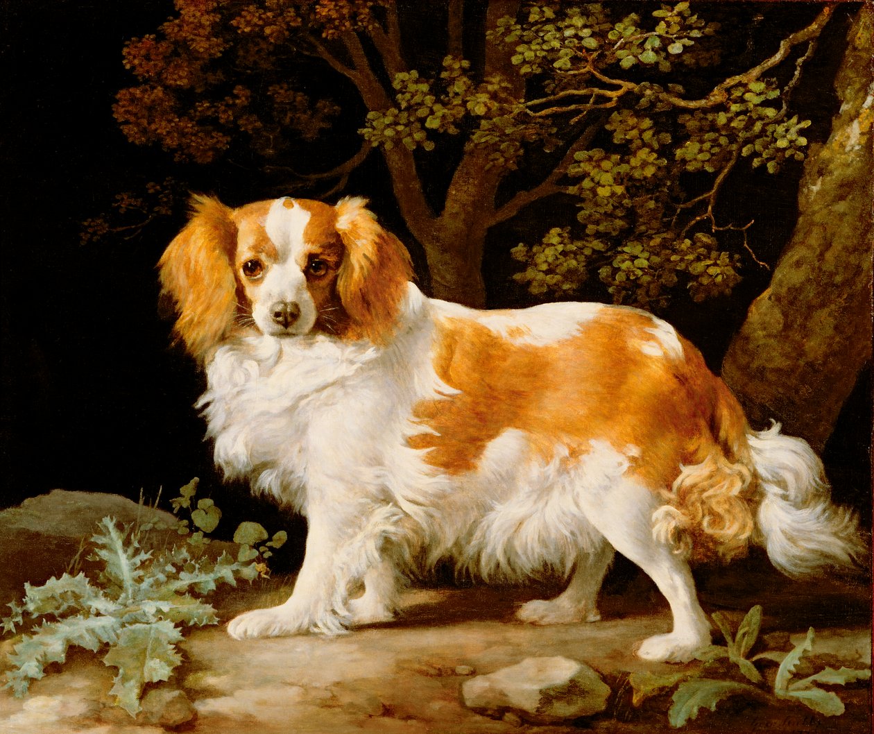 Un épagneul King Charles foie et blanc dans un paysage boisé - George Stubbs